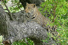 Leopard auf einem Baum