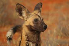 Nahaufnahme eines Wildhundes