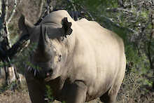 Spitzmaulnashorn