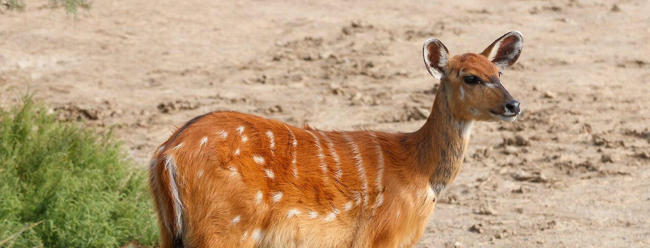 Sitatunga