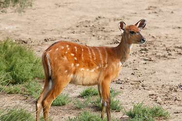 Sitatunga