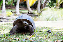 Riesenschildkröte mit Jungem