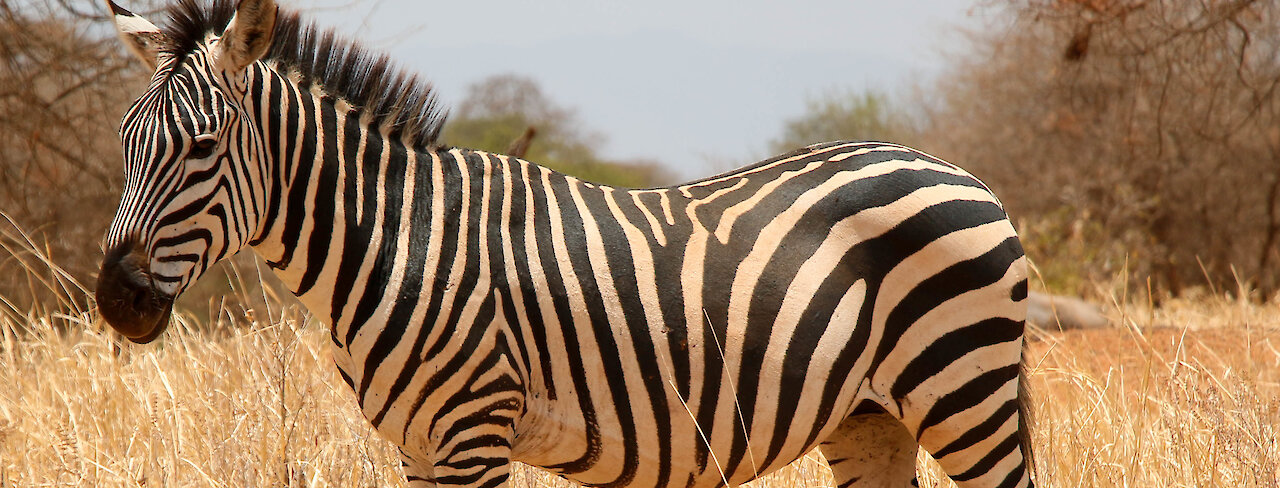 Nahaufnahme eines stehenden Zebras