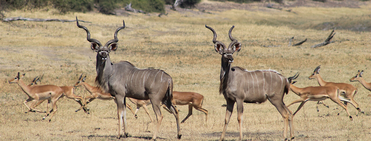 Kudus in weiter Landschaft