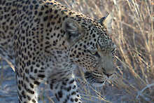 Nahaufnahme eines Leoparden