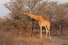 Giraffe frisst vom Baum
