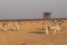 Zebraherde im Schutzgebiet