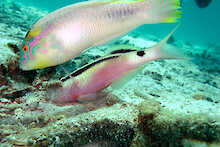 Papageienfische unter Wasser