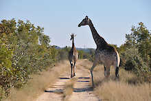 Giraffen auf dem Weg