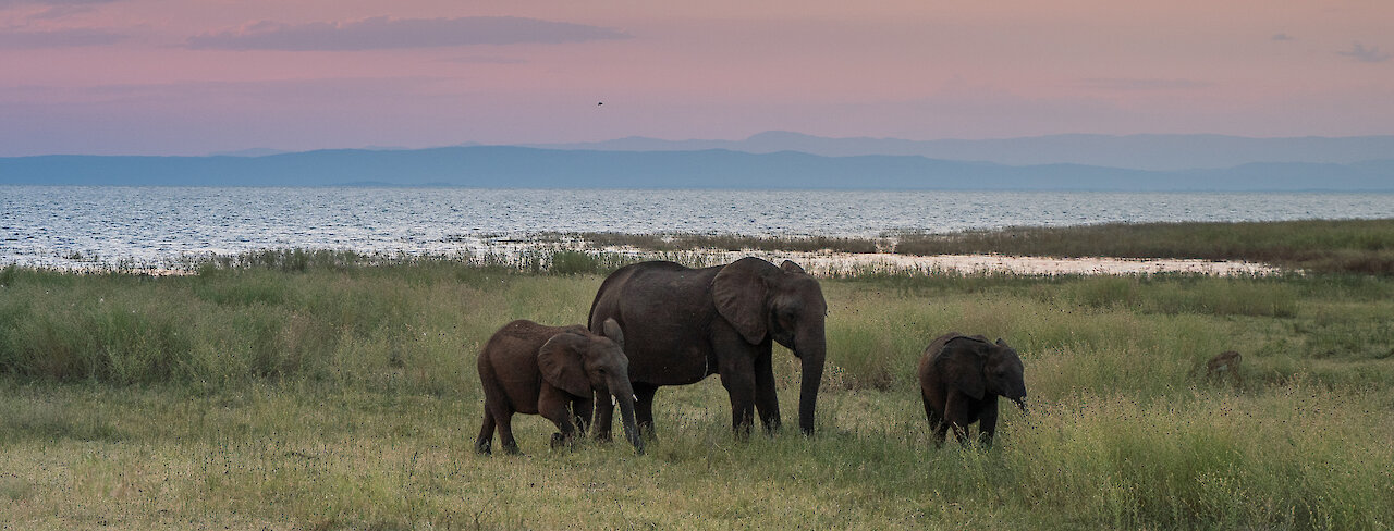 Elefant mit Jungtieren