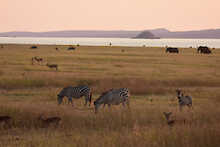 Zebras vor dem Karibasee