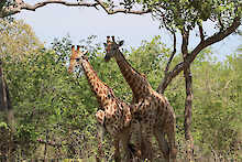 Zwei Giraffen
