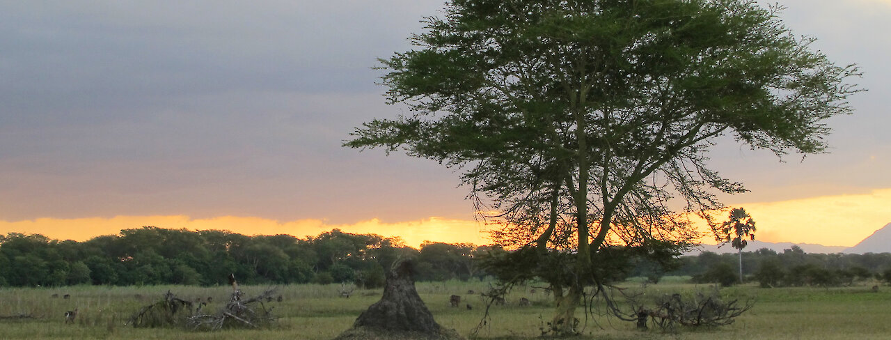 Sonnenuntergang im Liwonde-Nationalpark