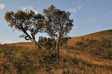 Baum in weiter Landschaft