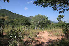 Miombo-Wälder