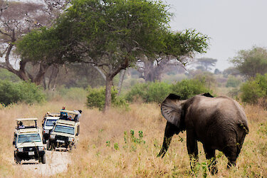 Autos neben einem Elefanten