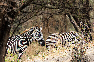Zwei Zebras hintereinander