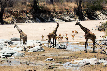 Drei Giraffen nebeneinander