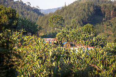 Haus umringt von Pflanzen