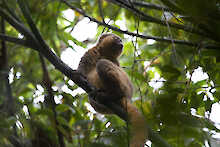 Goldener Bambus-Lemur auf einem Ast