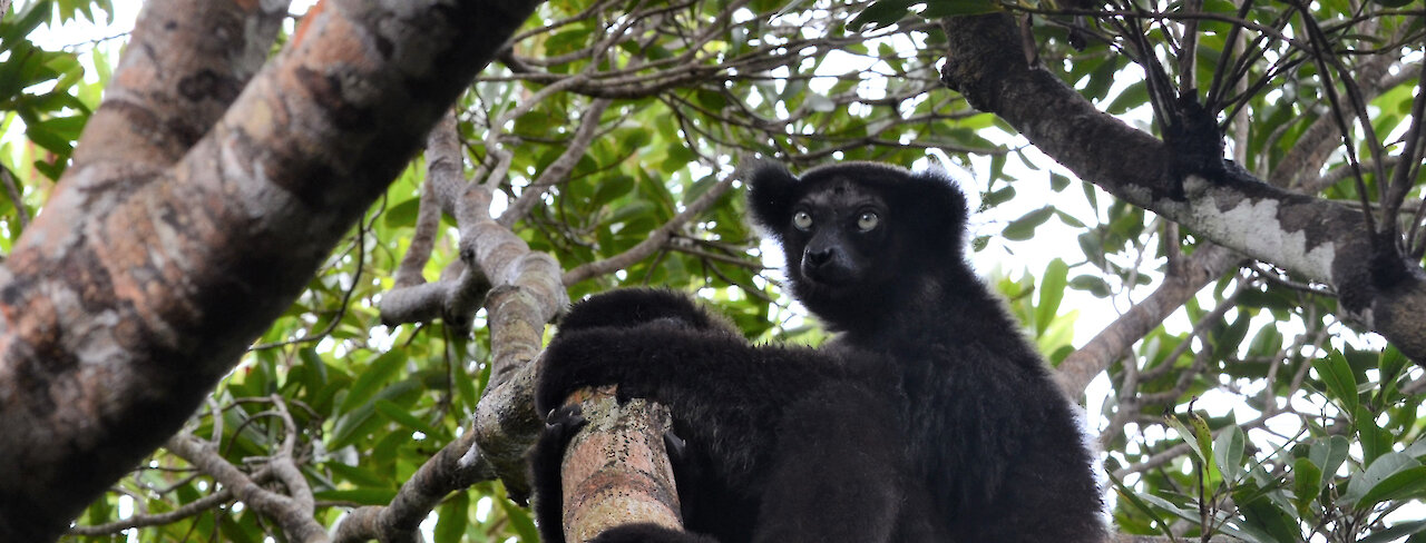 Indri im Baum