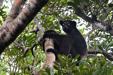 Indri im Baum