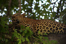 Leopard auf einem Baum