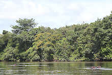 Nilpferde im Fluss