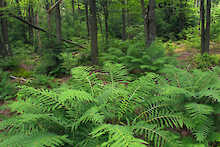 Farn im Wald