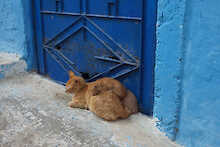 Katze mit Jungem