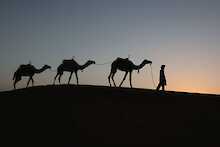 Silhouette laufender Kamele