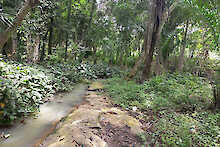 Fluss im Wald
