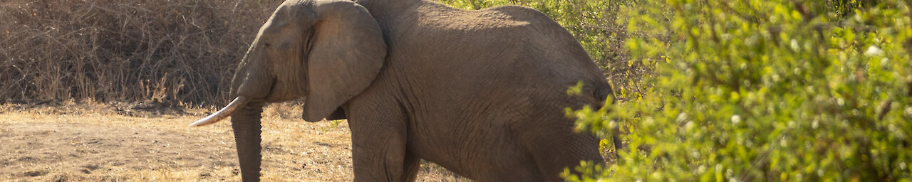 Elefant im Ruaha-Nationalpark