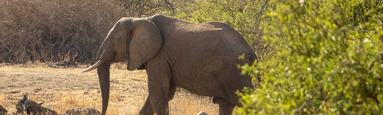 Elefant im Ruaha-Nationalpark