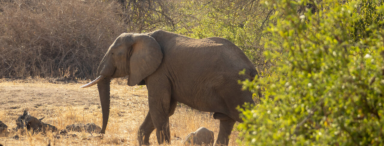 Elefant im Ruaha-Nationalpark