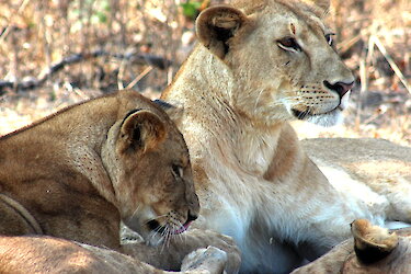 Löwen im Ruaha-Nationalpark