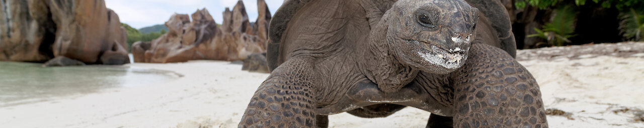 Riesenschildkröte am Sandstrand