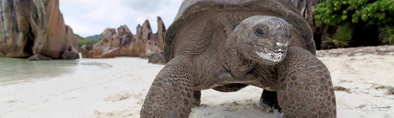 Riesenschildkröte am Sandstrand