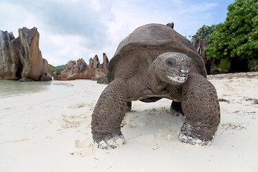 Riesenschildkröte am Sandstrand