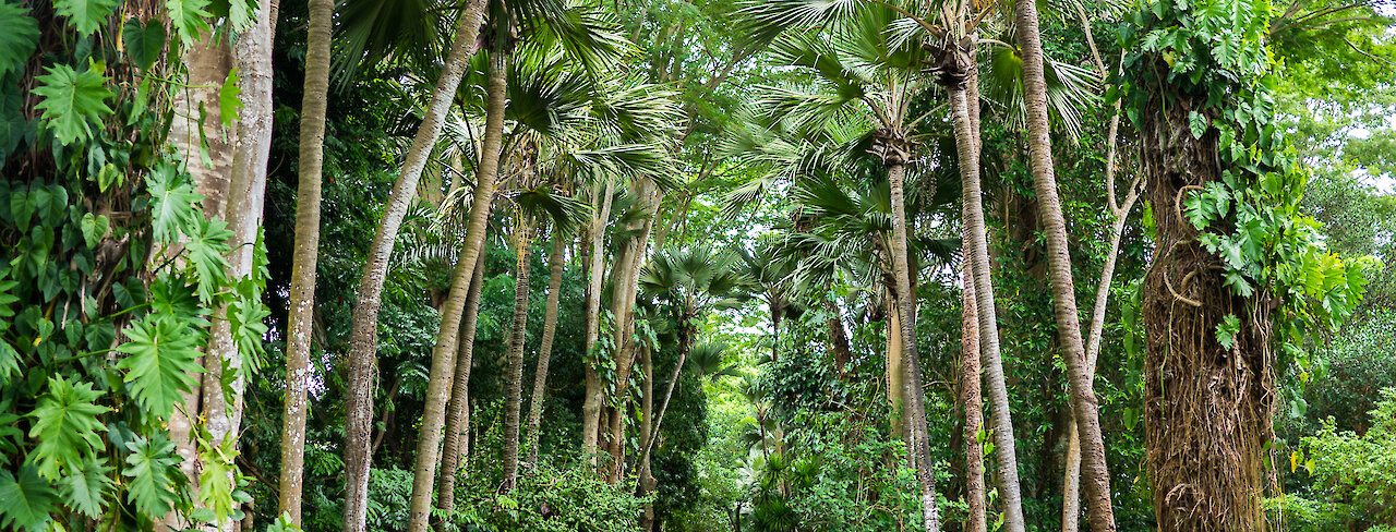 Palmenallee
