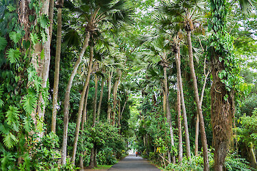 Palmenallee