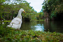 Gans am Wasser