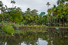 Reflektion der Pflanzen im Wasser