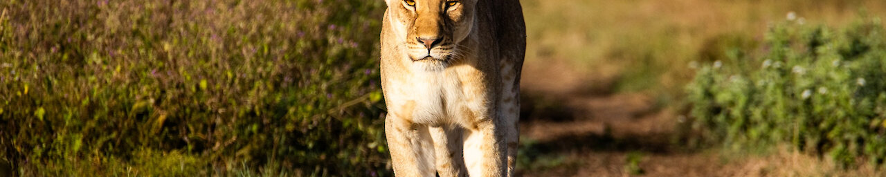 Löwe in der Serengeti