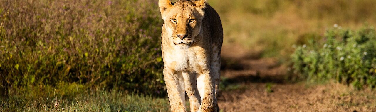 Löwe in der Serengeti