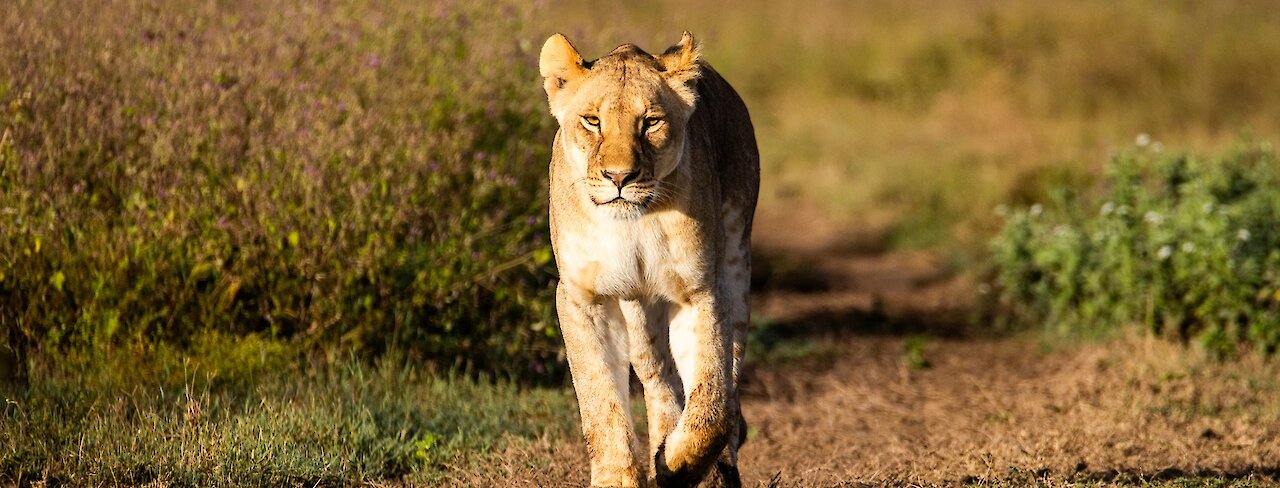 Löwe in der Serengeti