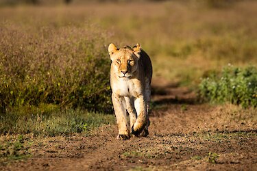 Löwe in der Serengeti
