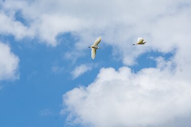 Vögel am Himmel