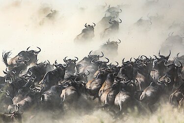 Gnus im Marafluss