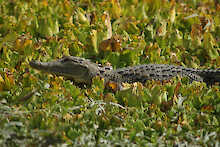 Krokodil